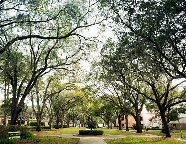 The view straight down the tree-lined mall in the middle of campus.